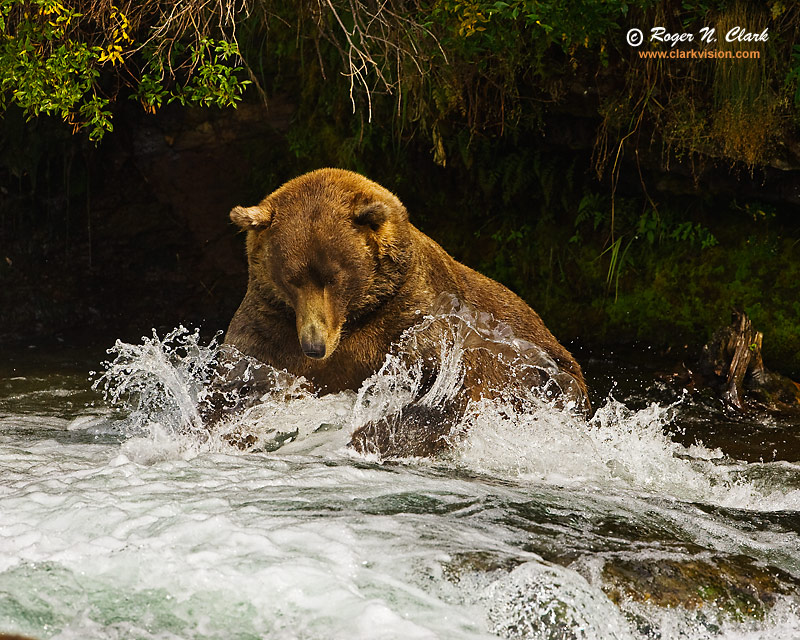 image brown.bear.09.11.2008.jz3f0757.b-800.jpg is Copyrighted by Roger N. Clark, www.clarkvision.com