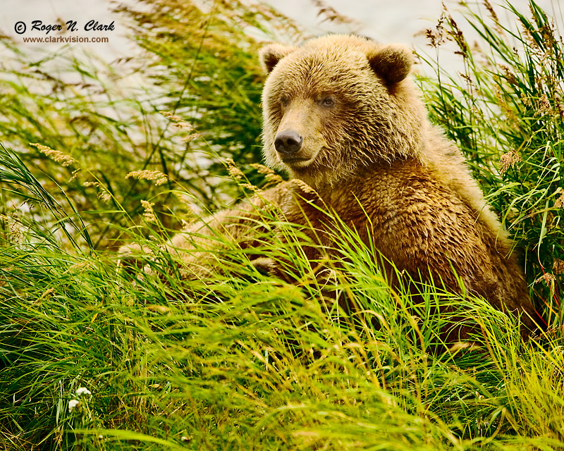 image brown.bear.09.13.2008.jz3f1704.b-800.jpg is Copyrighted by Roger N. Clark, www.clarkvision.com