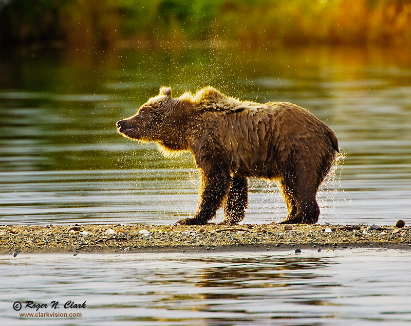 image brown.bear.09.14.2008.jz3f2305.c-800.jpg is Copyrighted by Roger N. Clark, www.clarkvision.com