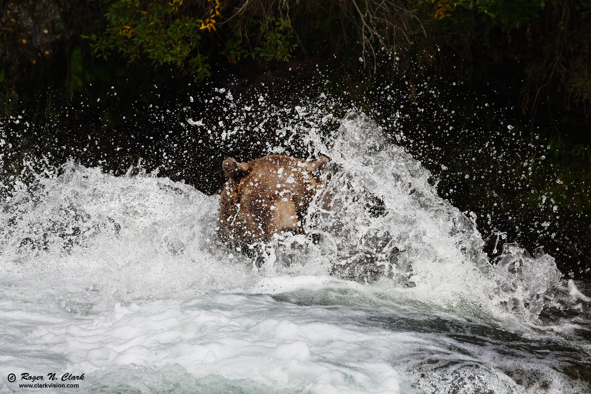 image brown.bear.c09.11.2008.JZ3F0765.e-1200s.jpg is Copyrighted by Roger N. Clark, www.clarkvision.com