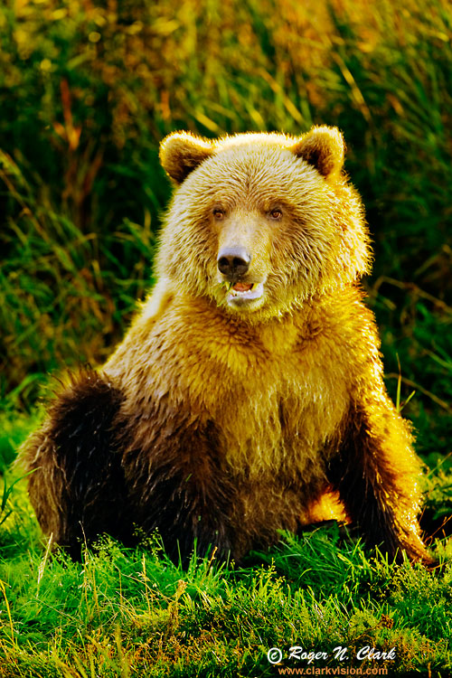 ClarkVision Photograph - Brown Bear Cub in Early Morning Sun #1644