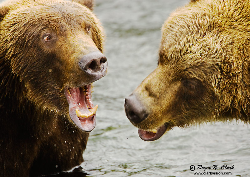 image brown.bear.fight.09.12.2008.jz3f1210.c-800.jpg is Copyrighted by Roger N. Clark, www.clarkvision.com