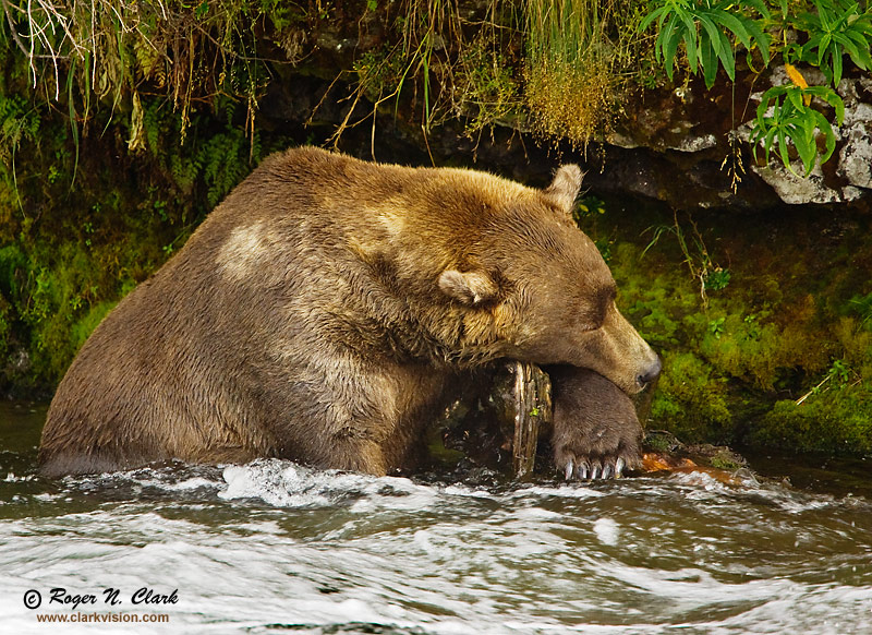 image brown.bear.sleeping.09.12.2008.jz3f1107.b-800.jpg is Copyrighted by Roger N. Clark, www.clarkvision.com