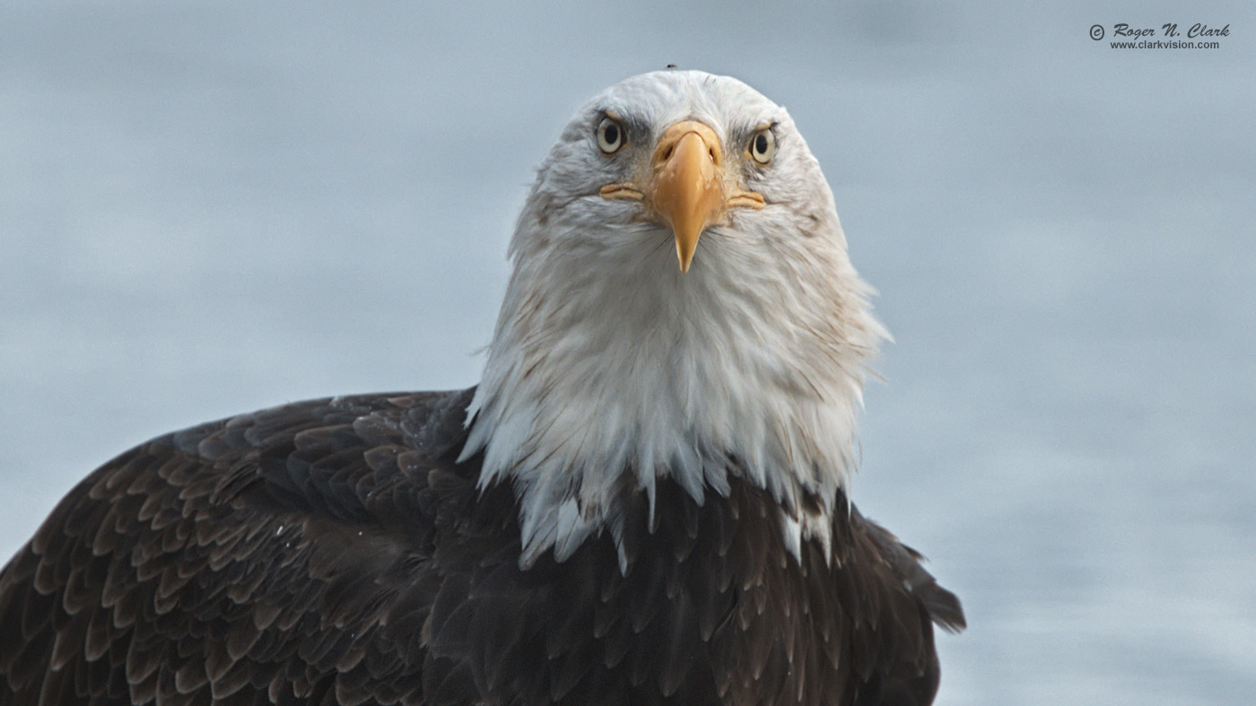 image bald.eagle.rnclark-c11-2019-IMG_1051-rth.b-1400s.jpg is Copyrighted by Roger N. Clark, www.clarkvision.com