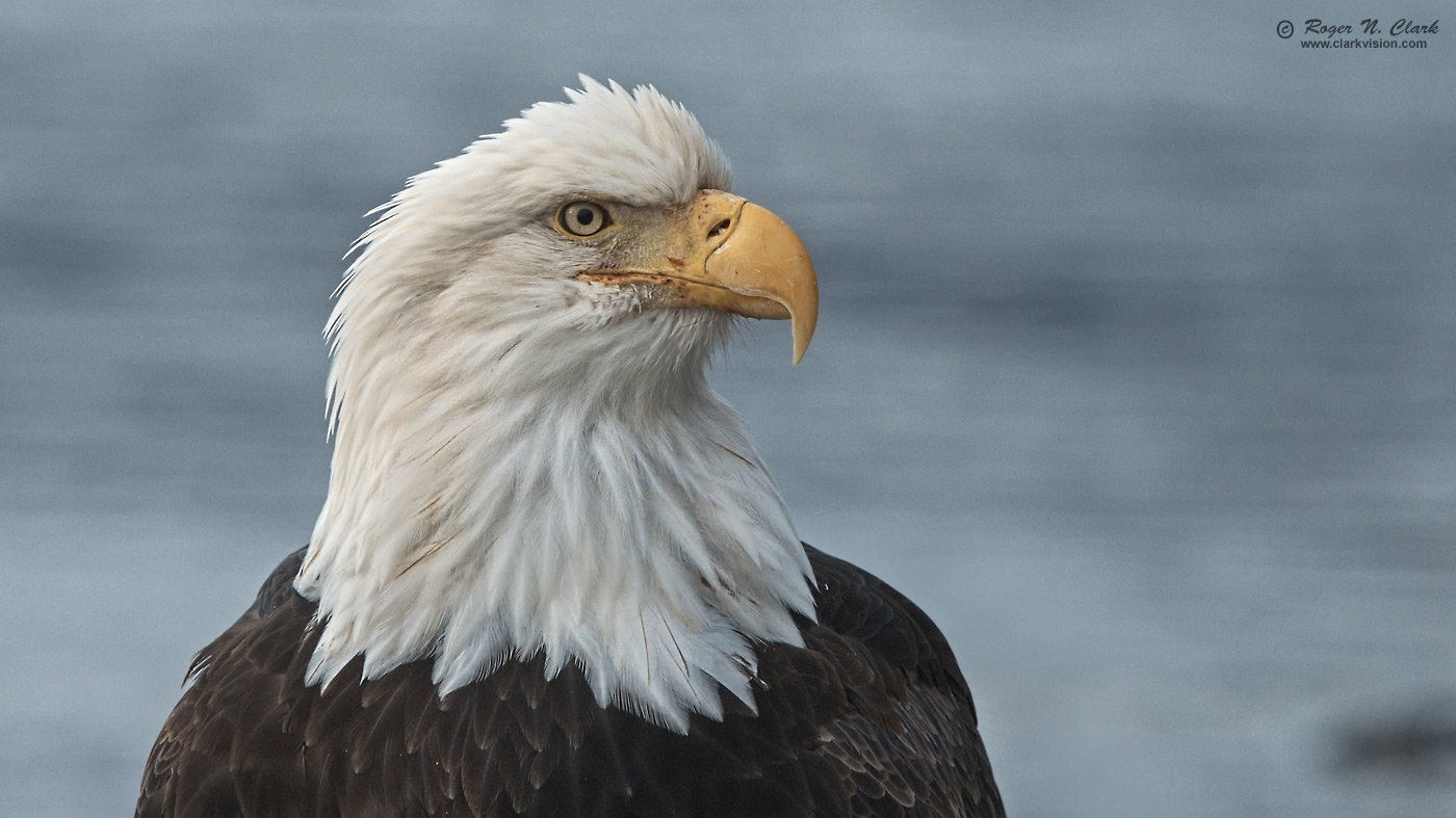 image bald.eagle.rnclark-c11-2019-IMG_1626-rth.b-c1-1400s.jpg is Copyrighted by Roger N. Clark, www.clarkvision.com