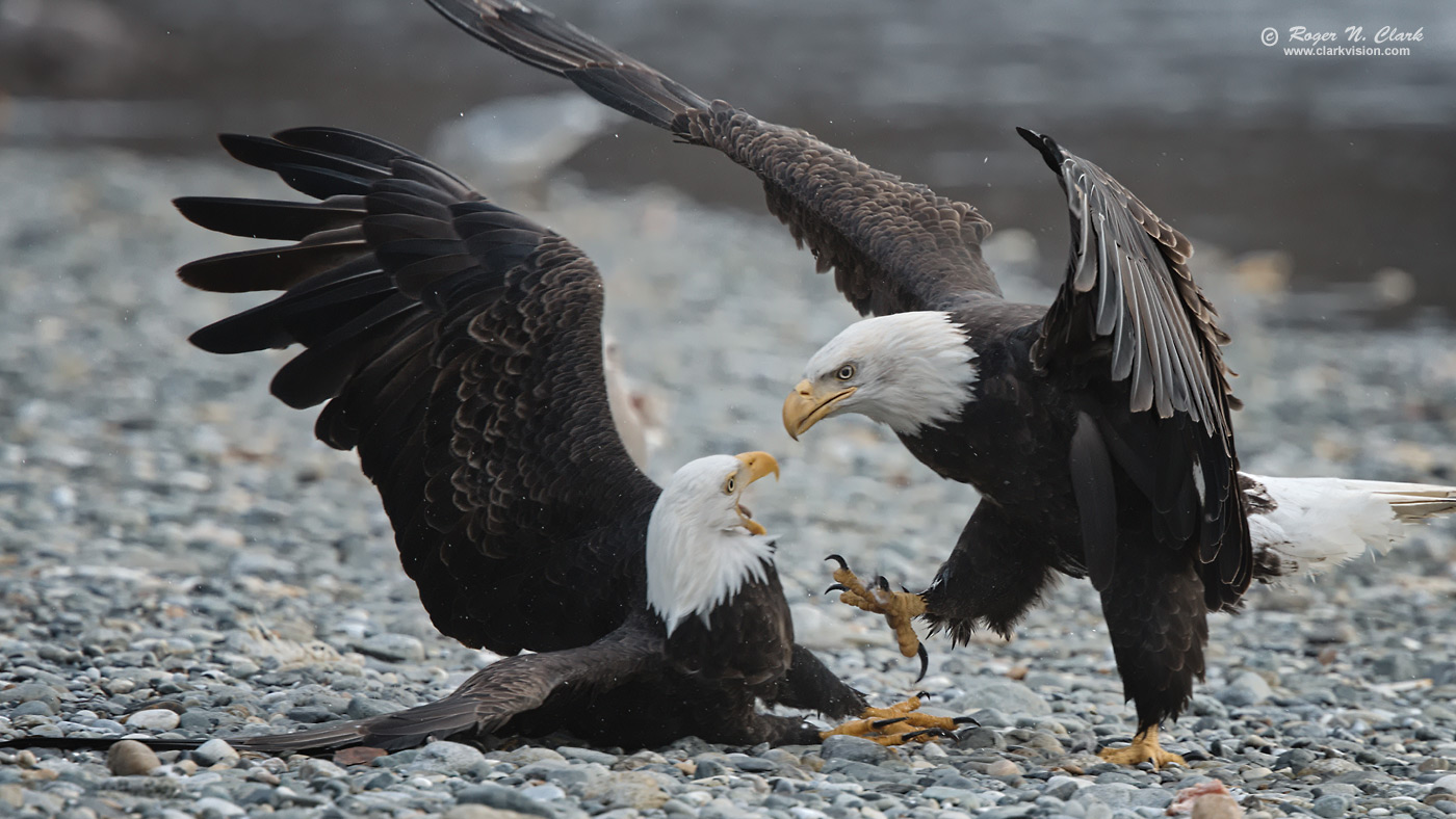 ClarkVision Photograph - Bald Eagle Fight #1915