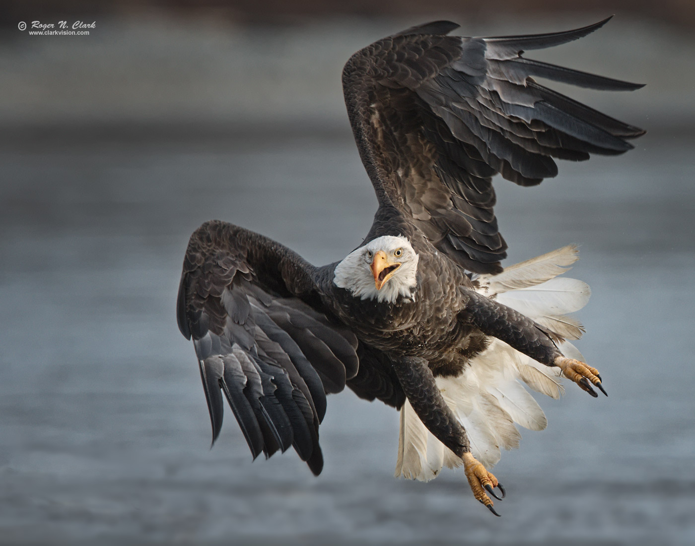 image bald.eagle.rnclark-c11-2019-IMG_2272-rth.b-1400s.jpg is Copyrighted by Roger N. Clark, www.clarkvision.com