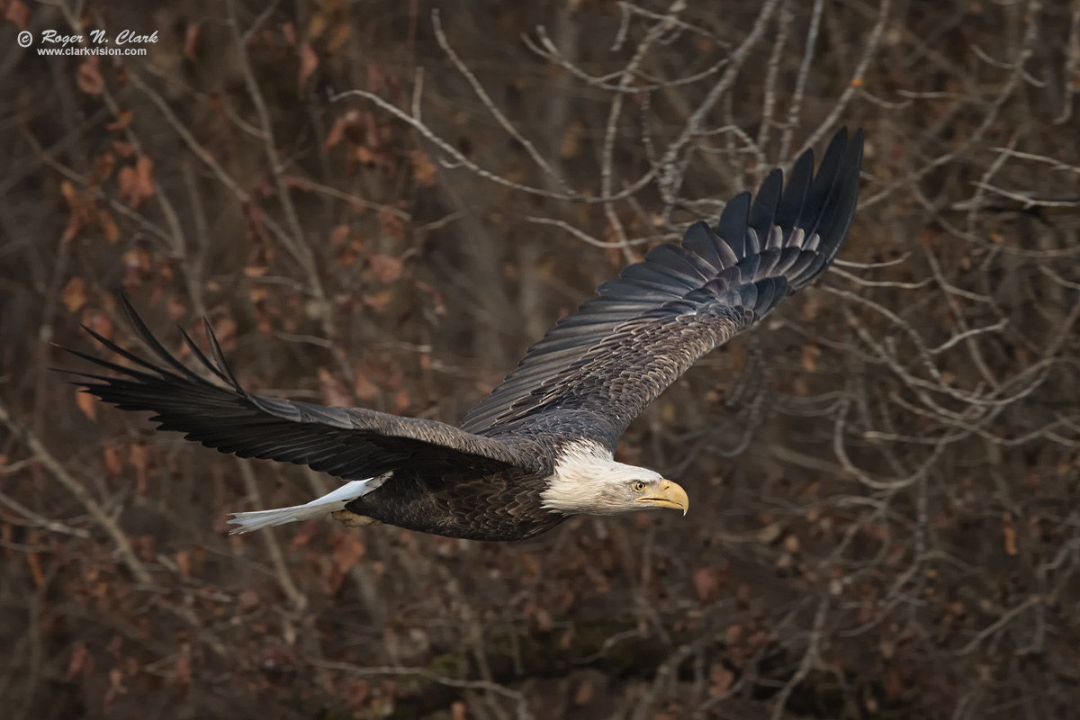 image bald.eagle.rnclark-c11-2019-IMG_2582-rth.b-1200s.jpg is Copyrighted by Roger N. Clark, www.clarkvision.com