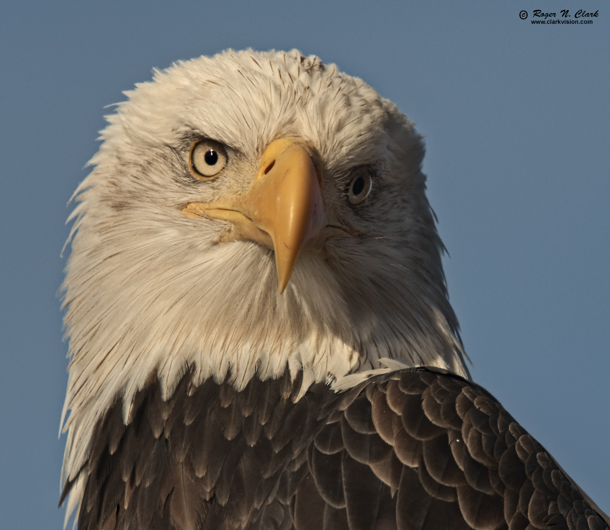 image bald.eagle.rnclark-c11-2019-IMG_3505-rth.b-1200s.jpg is Copyrighted by Roger N. Clark, www.clarkvision.com