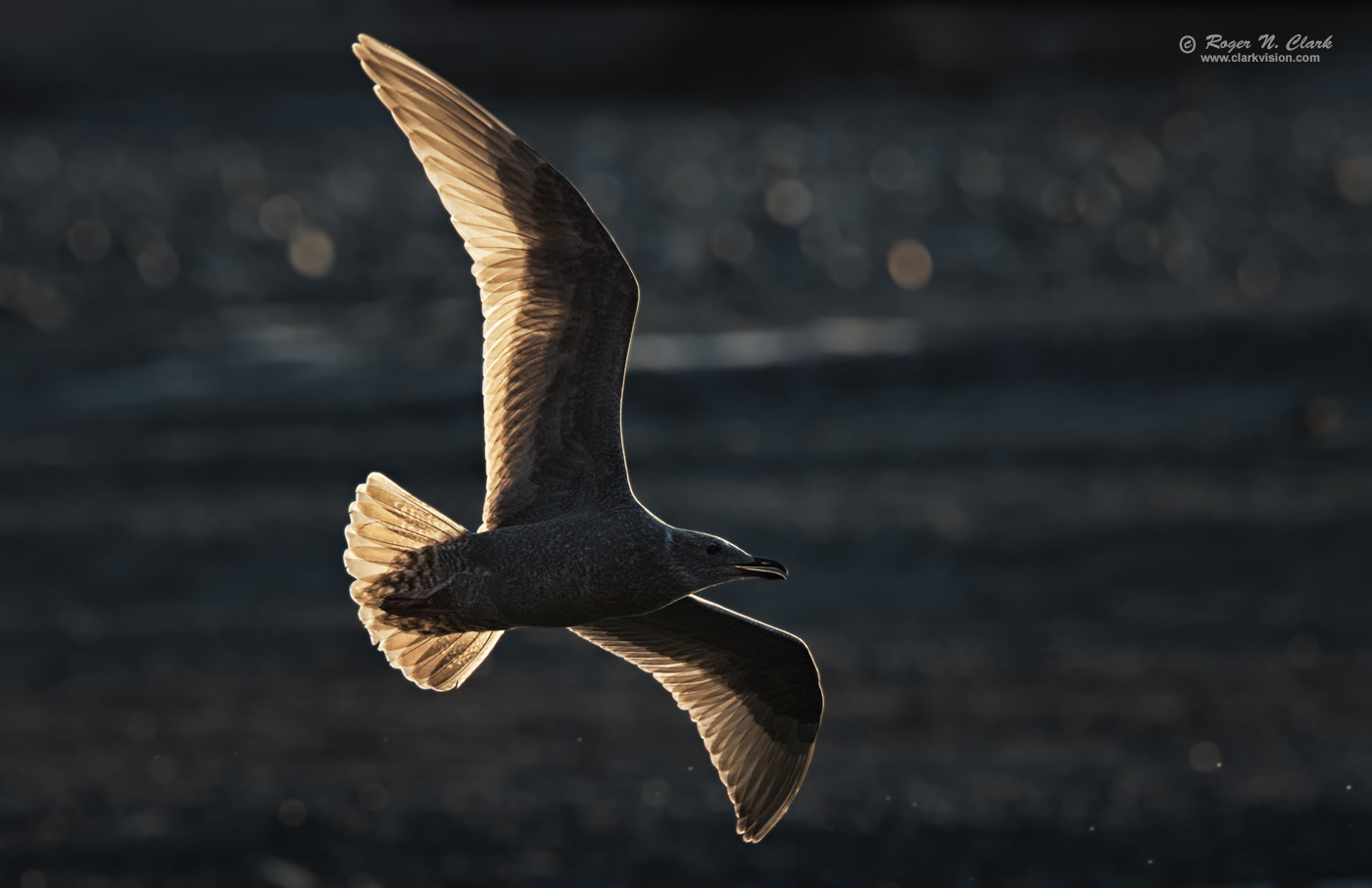 image gull-backlit.rnclark-c11-2019-IMG_4657-rth.b-1400s.jpg is Copyrighted by Roger N. Clark, www.clarkvision.com