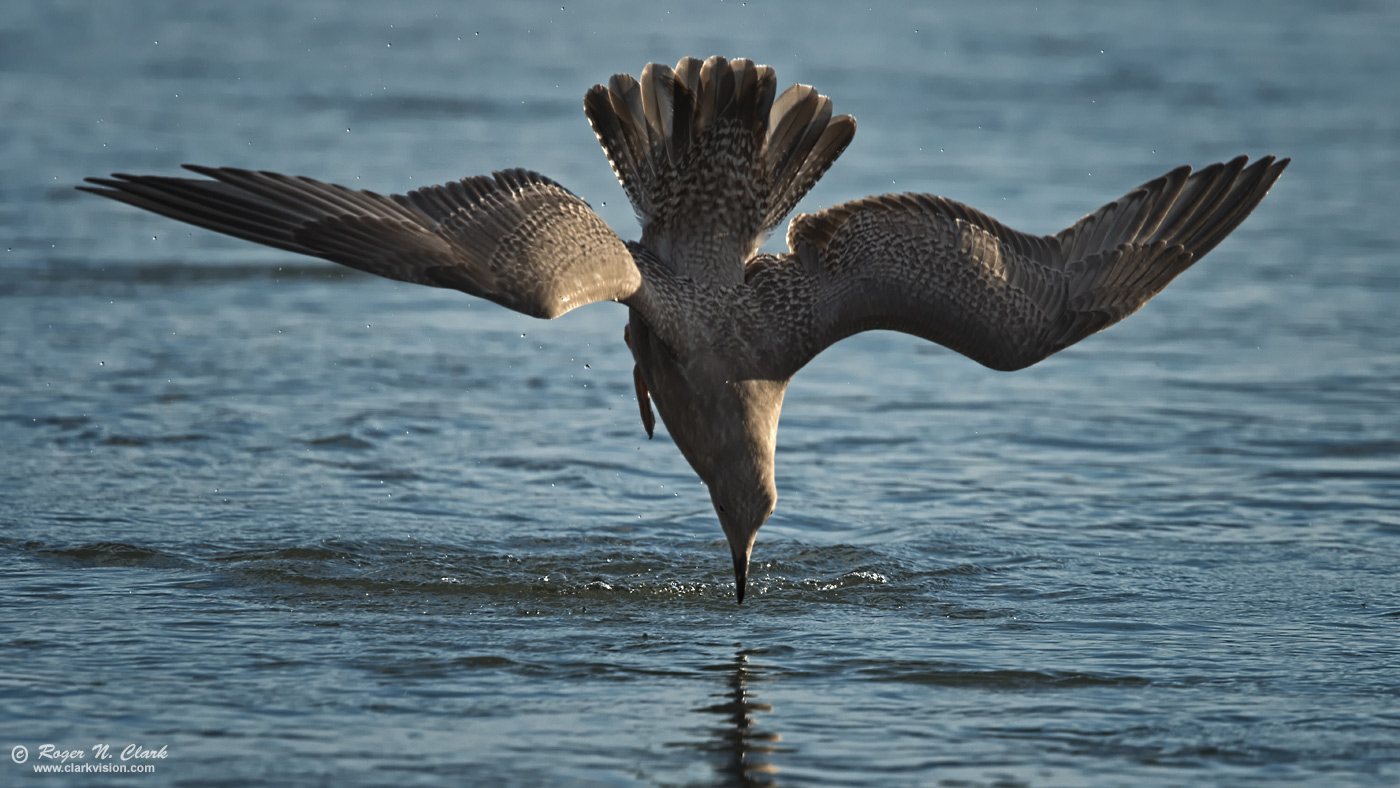 image gull-diving.rnclark-c11-2019-IMG_4253-rth.b-1400s.jpg is Copyrighted by Roger N. Clark, www.clarkvision.com