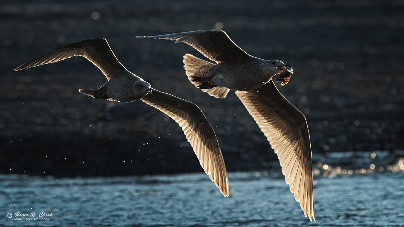 image gulls-backlit.rnclark-c11-2019-IMG_4654-rth.b-1400s.jpg is Copyrighted by Roger N. Clark, www.clarkvision.com