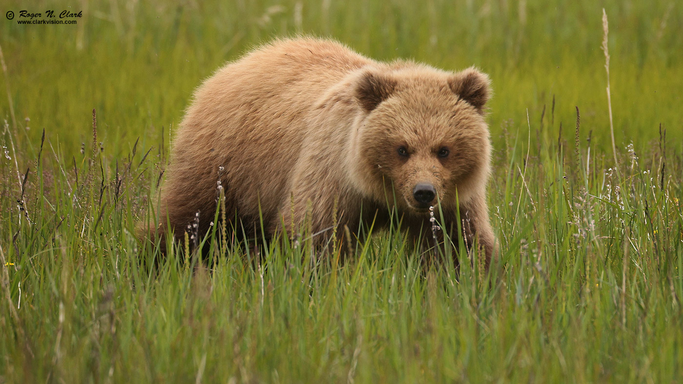 image alaskan-brown-bear-rnclark-07-2021-4C3A4043-c-1400s.jpg is Copyrighted by Roger N. Clark, www.clarkvision.com