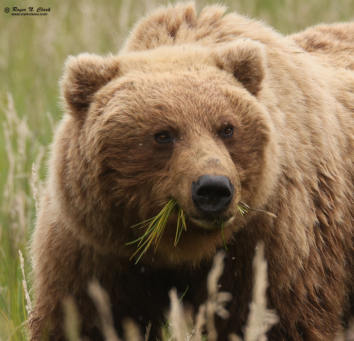 image alaskan-brown-bear-rnclark-07-2021-4C3A4066-c-1200s.jpg is Copyrighted by Roger N. Clark, www.clarkvision.com