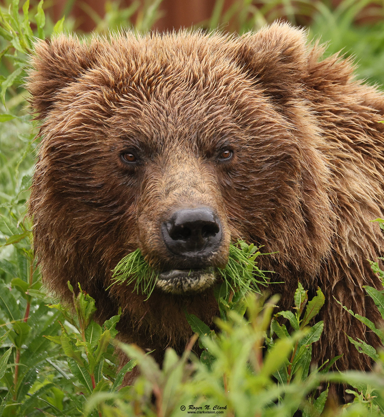 image alaskan-brown-bear-rnclark-07-2021-4C3A4396-c-1400s.jpg is Copyrighted by Roger N. Clark, www.clarkvision.com