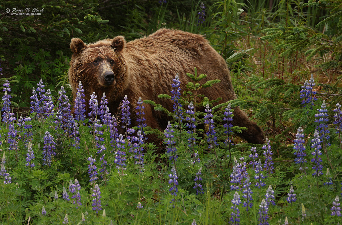 image alaskan-brown-bear-rnclark-07-2021-4C3A5229-c-1400s.jpg is Copyrighted by Roger N. Clark, www.clarkvision.com