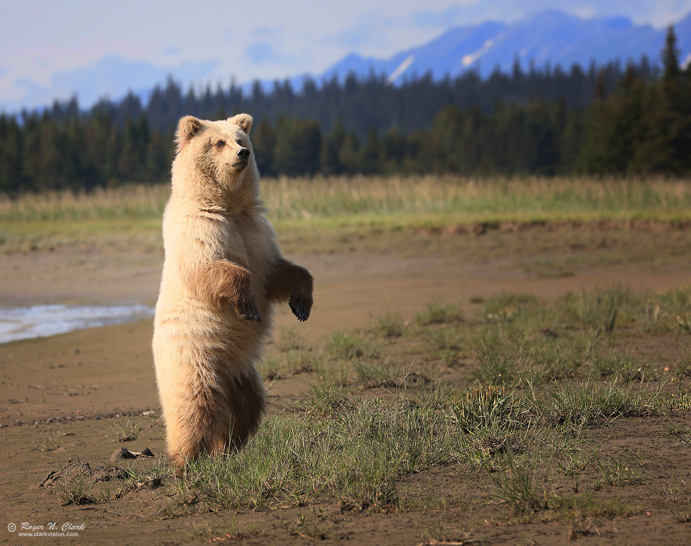 image alaskan-brown-bear-rnclark-07-2021-4C3A6375-c-1400s.jpg is Copyrighted by Roger N. Clark, www.clarkvision.com