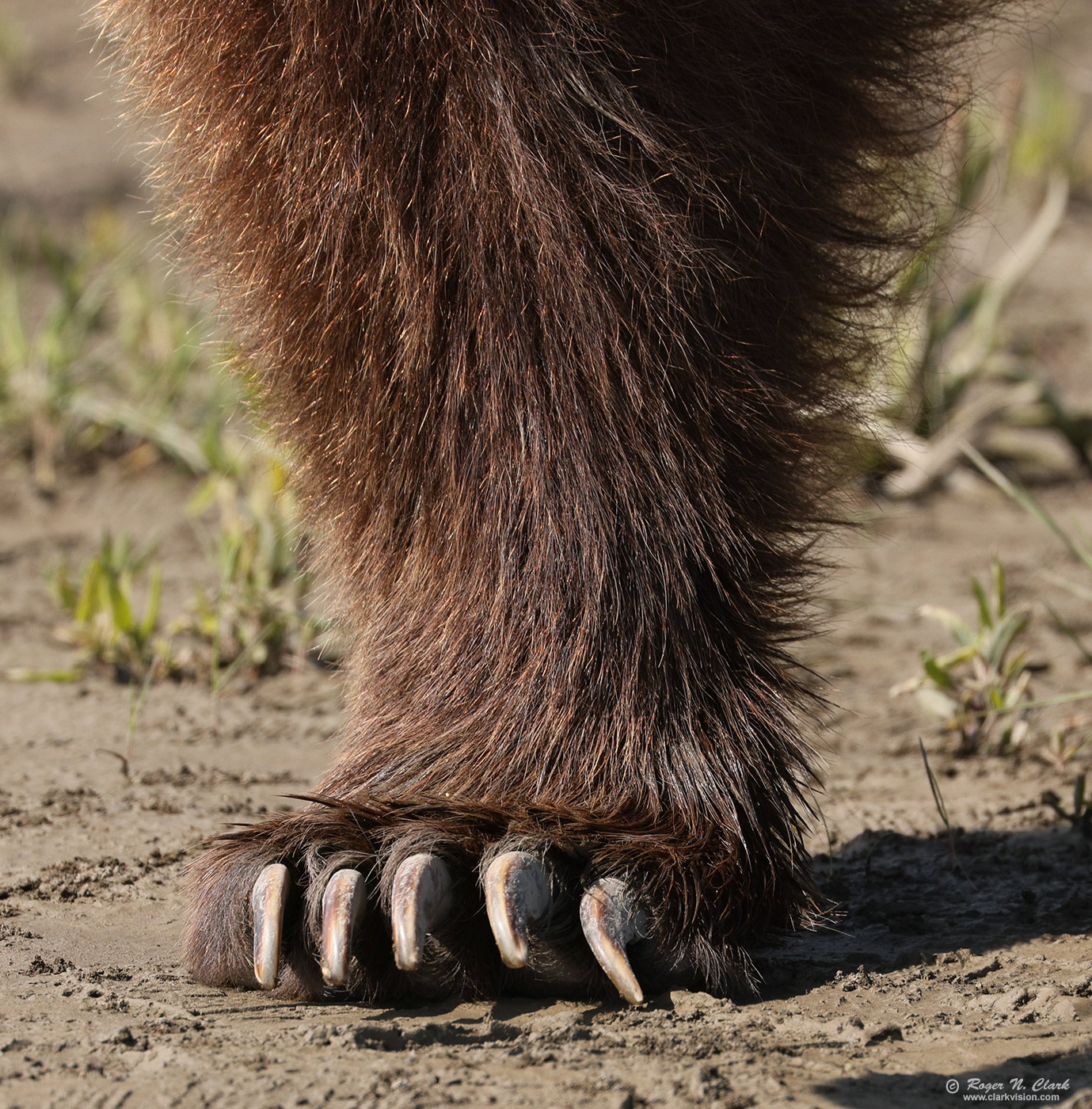 image alaskan-brown-bear-rnclark-07-2021-4C3A6580-c-1400s.jpg is Copyrighted by Roger N. Clark, www.clarkvision.com