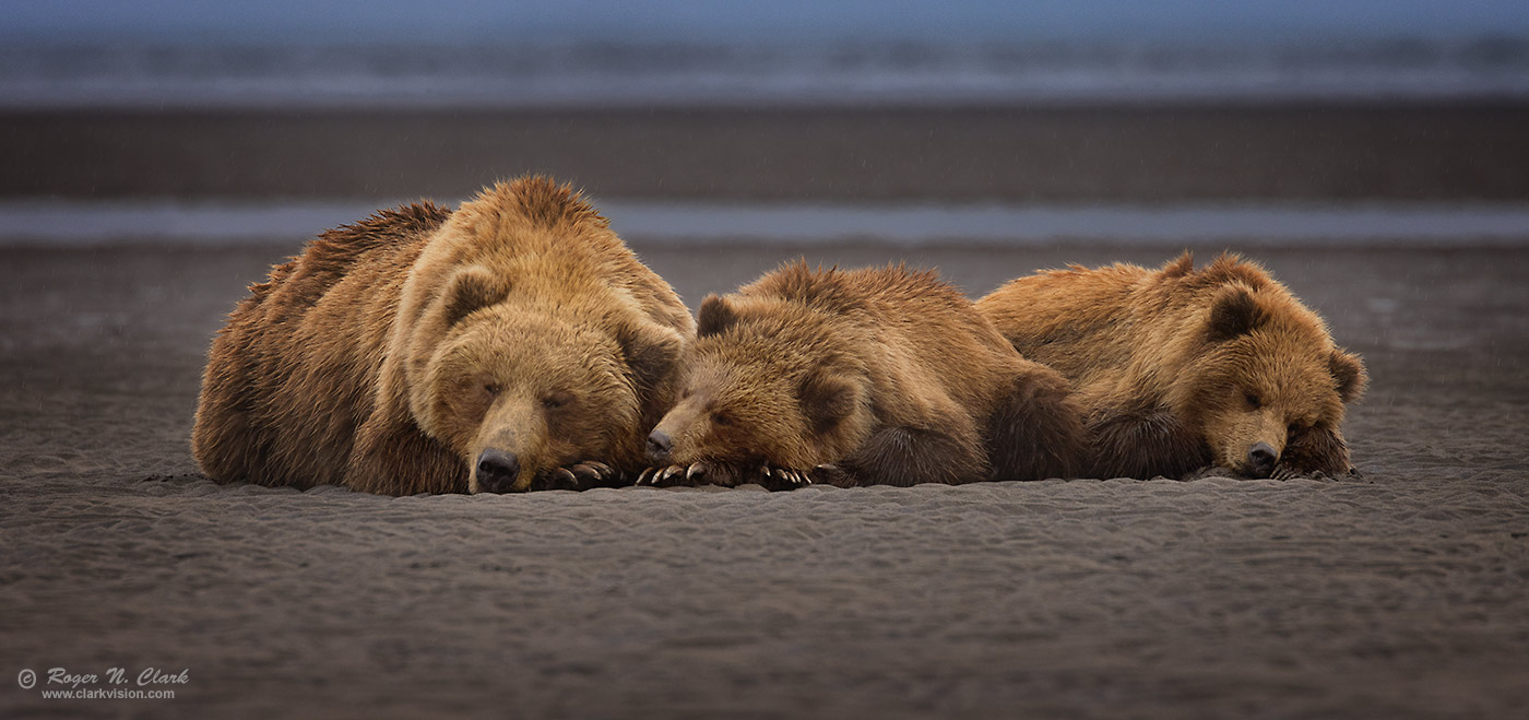 image sleeping-bears-mom-brown-bear+cubs-c07.01.2021-4C3A4140.f-1400s.jpg is Copyrighted by Roger N. Clark, www.clarkvision.com