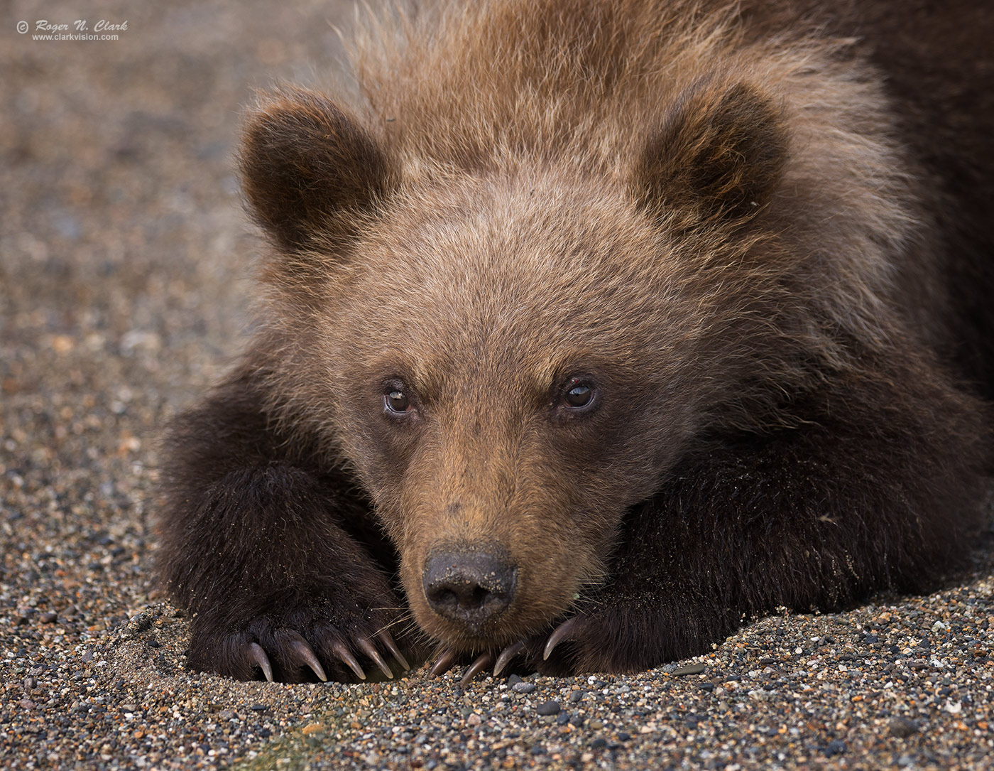 image bear-cub-laying-cute-c08-20-2023-1C-4C3A9522.d-1400s.jpg is Copyrighted by Roger N. Clark, www.clarkvision.com