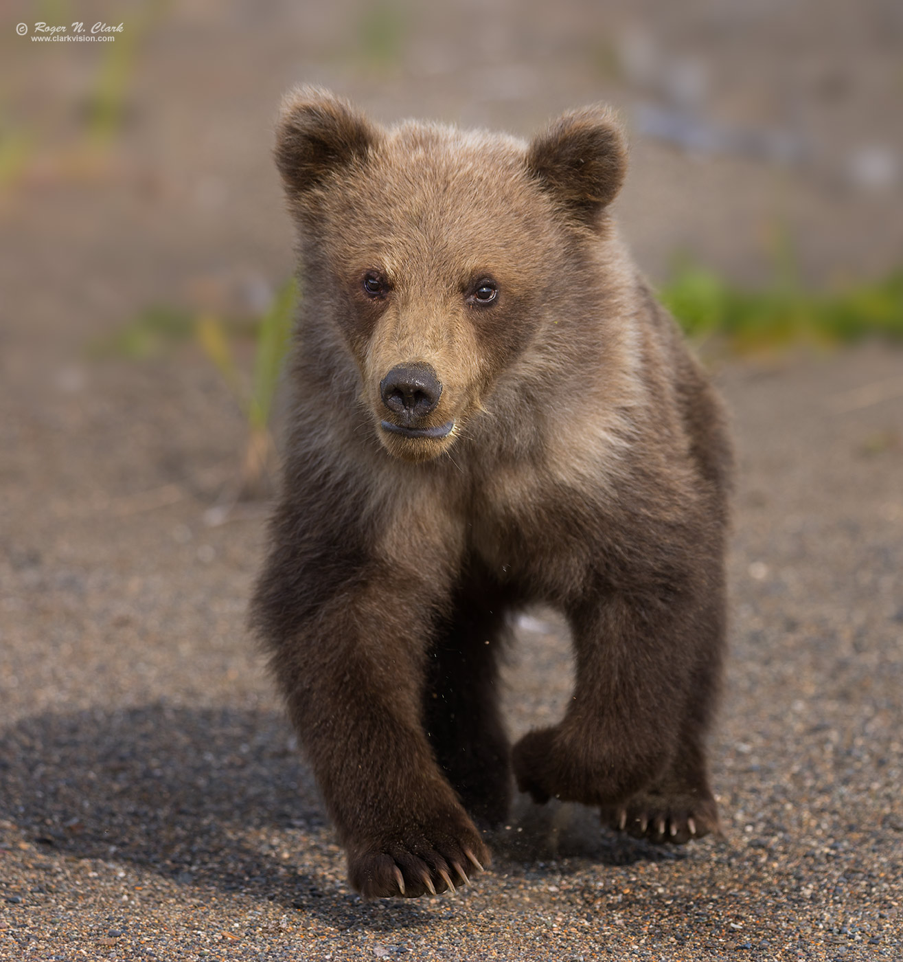 image bear-cub-ruuning-towards-me-c08-20-2023-1C-4C3A9590.e-1400s.jpg is Copyrighted by Roger N. Clark, www.clarkvision.com