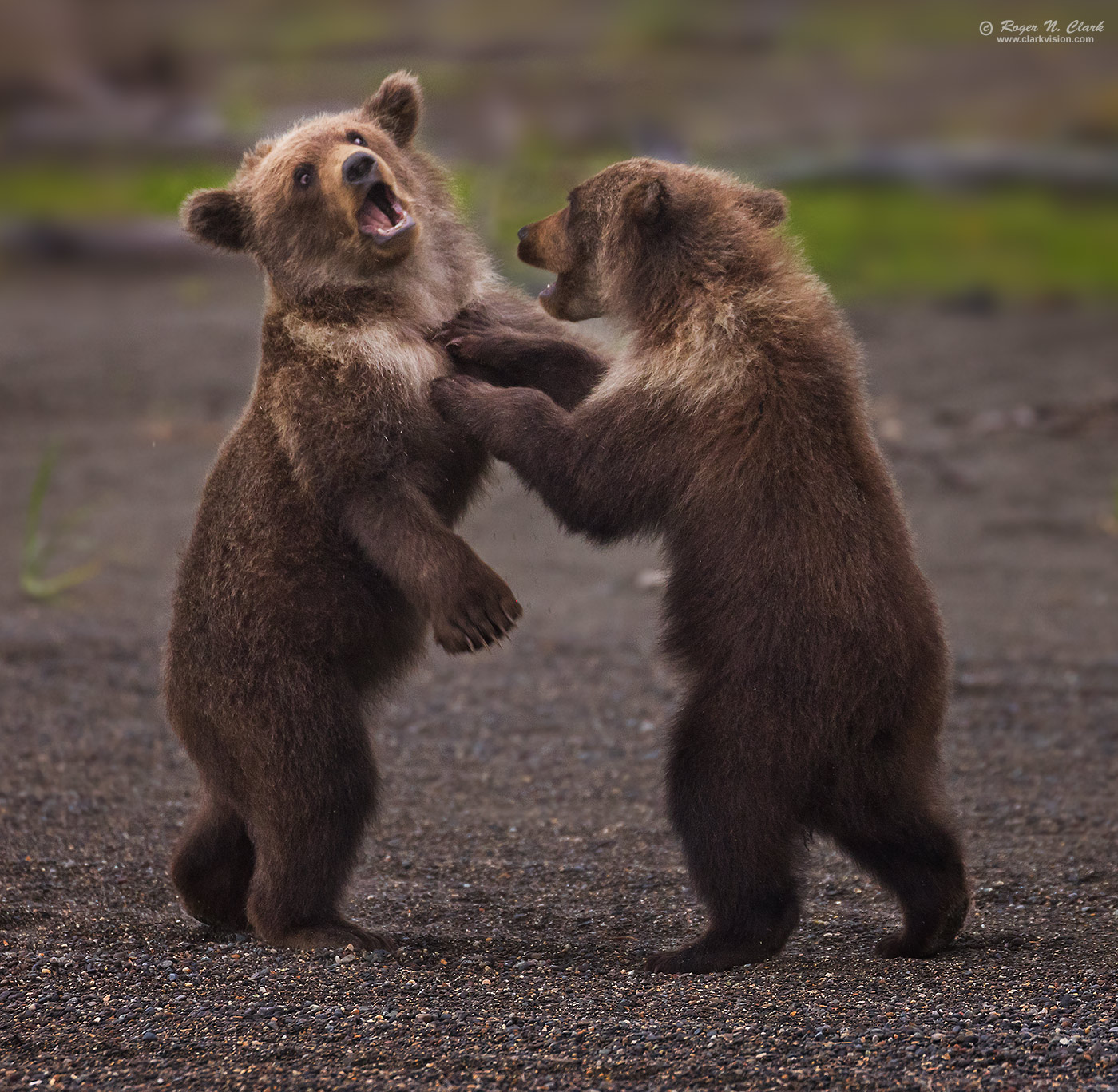 image bear-cubs-fighting-c08-25-2023-4C3A2115.d-1400s.jpg is Copyrighted by Roger N. Clark, www.clarkvision.com