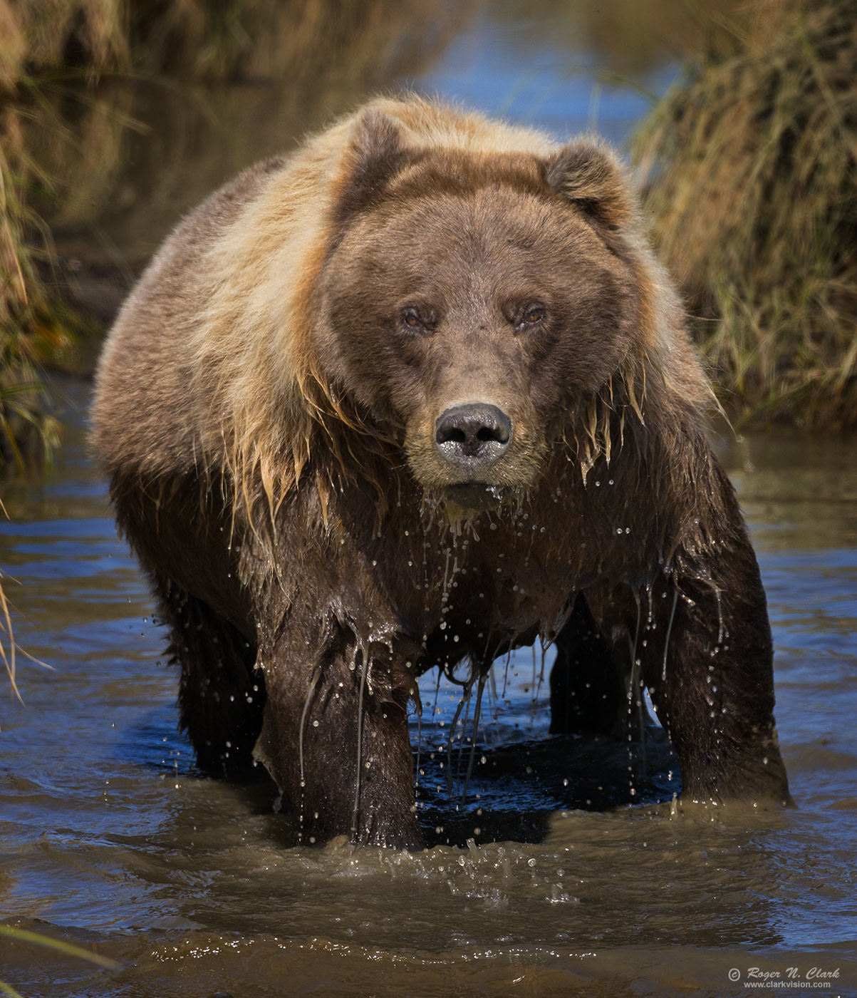 image brown-bear-female-in-water-c08-22-2023-4C3A1232.d-c1-1400s.jpg is Copyrighted by Roger N. Clark, www.clarkvision.com