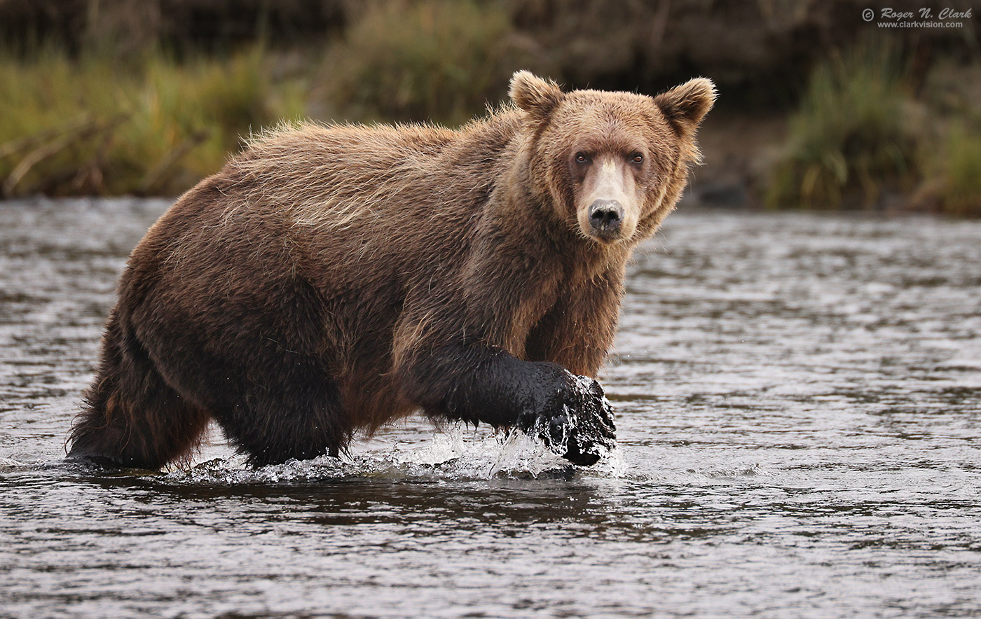 image alaskan-brown-bear-rnclark-08-2024-4C3A1681-c-1400s.jpg is Copyrighted by Roger N. Clark, www.clarkvision.com