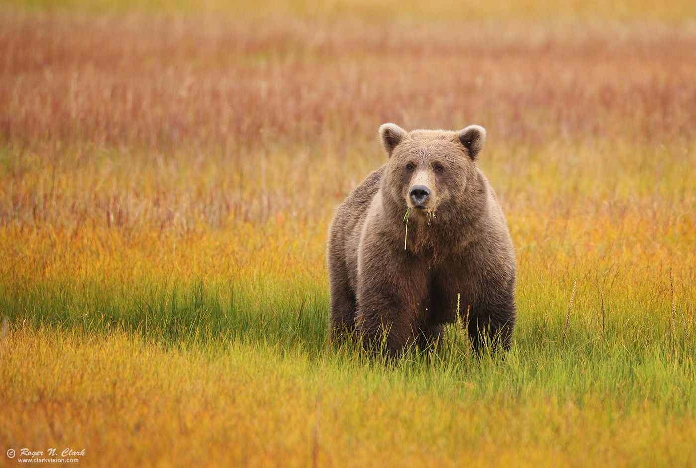 image alaskan-brown-bear-rnclark-08-2024-4C3A1881-c-1400s.jpg is Copyrighted by Roger N. Clark, www.clarkvision.com