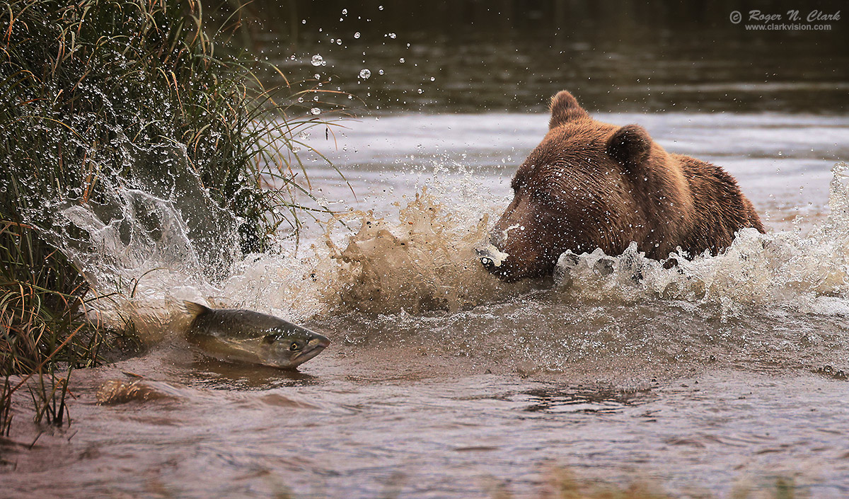 image alaskan-brown-bear-rnclark-08-2024-4C3A2103-c-1200s.jpg is Copyrighted by Roger N. Clark, www.clarkvision.com