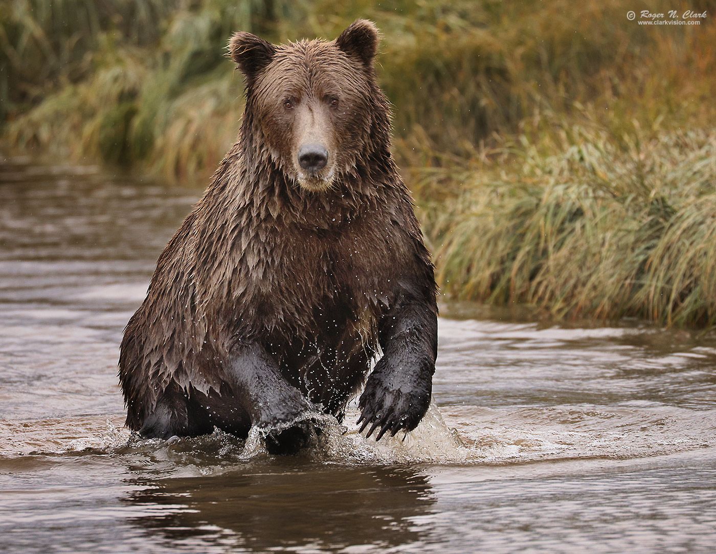 image alaskan-brown-bear-rnclark-08-2024-4C3A2306-c-1400s.jpg is Copyrighted by Roger N. Clark, www.clarkvision.com