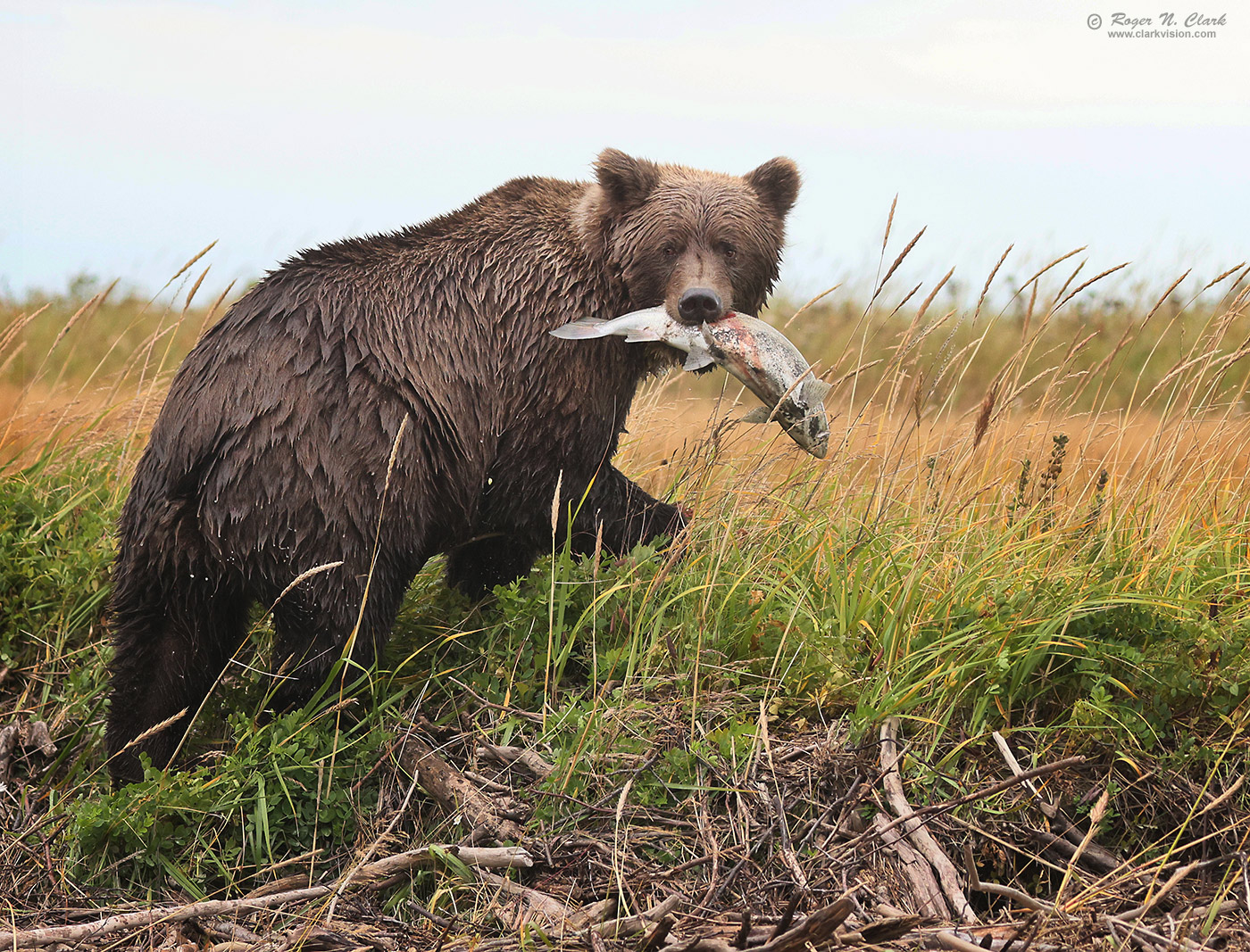 image alaskan-brown-bear-rnclark-08-2024-4C3A2550-c-1400s.jpg is Copyrighted by Roger N. Clark, www.clarkvision.com