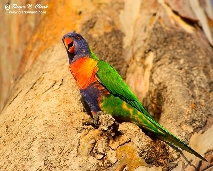 image lorikeet.c04.07.2005.JZ3F8962.b-700.jpg is Copyrighted by Roger N. Clark, www.clarkvision.com