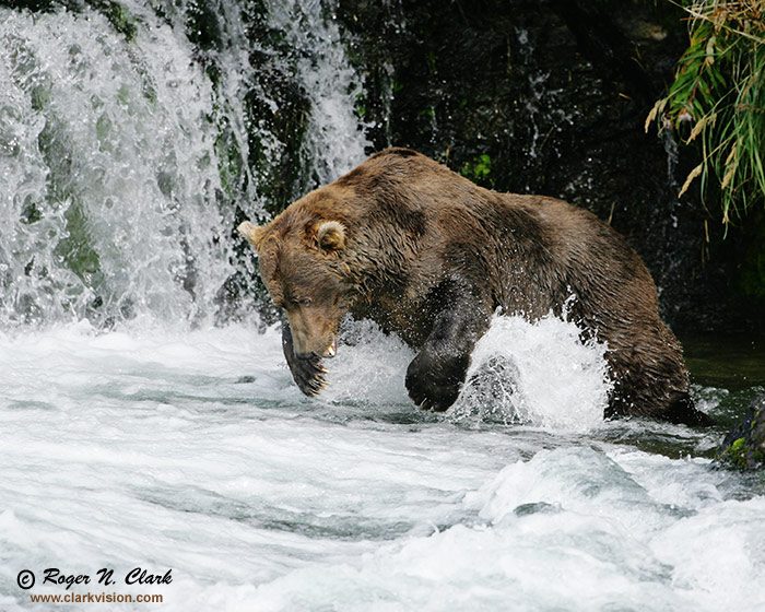 image brown_bear.c09.07.2004.JZ3F0722.b-700.jpg is Copyrighted by Roger N. Clark, www.clarkvision.com