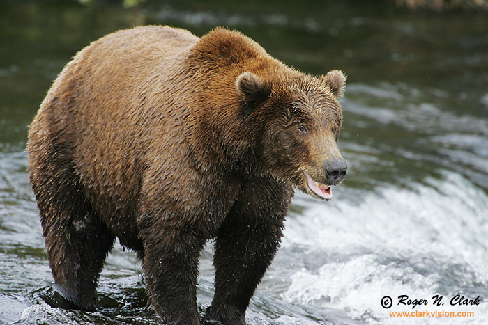 image brown_bear.c09.07.2004.JZ3F1089.b-700.jpg is Copyrighted by Roger N. Clark, www.clarkvision.com