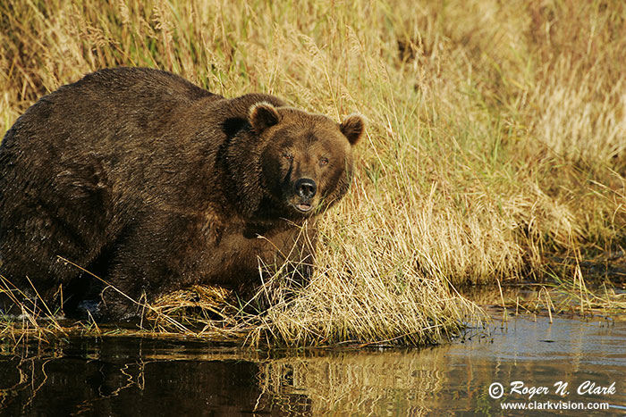 image brown_bear.c09.08.2004.JZ3F1655.b-700.jpg is Copyrighted by Roger N. Clark, www.clarkvision.com