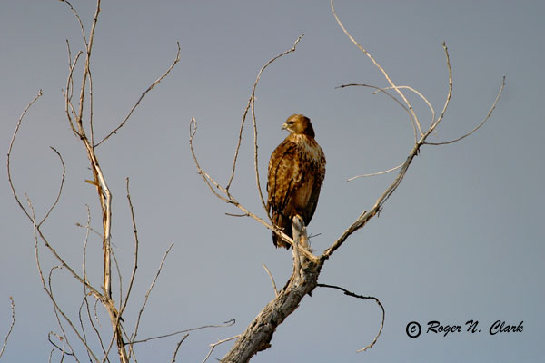 image c12.18.2002.IMG_2794.hawk.b-600..jpg is Copyrighted by Roger N. Clark, www.clarkvision.com