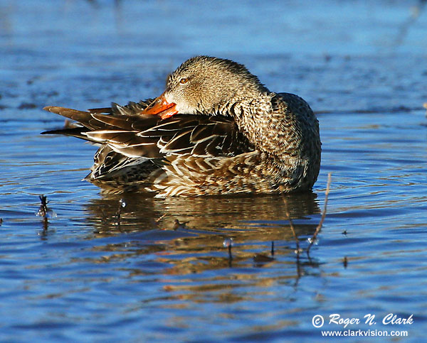 image c12.19.2002.IMG_3555.duck.b-600.jpg is Copyrighted by Roger N. Clark, www.clarkvision.com
