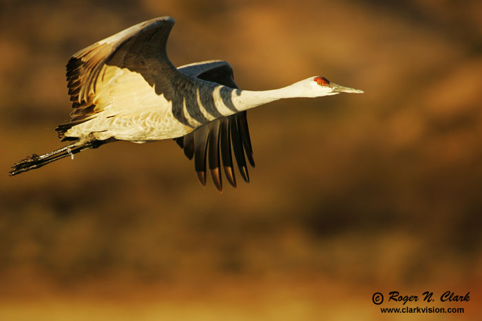 image sandhill.crane.c12.01.2004.JZ3F7563b-700.jpg is Copyrighted by Roger N. Clark, www.clarkvision.com