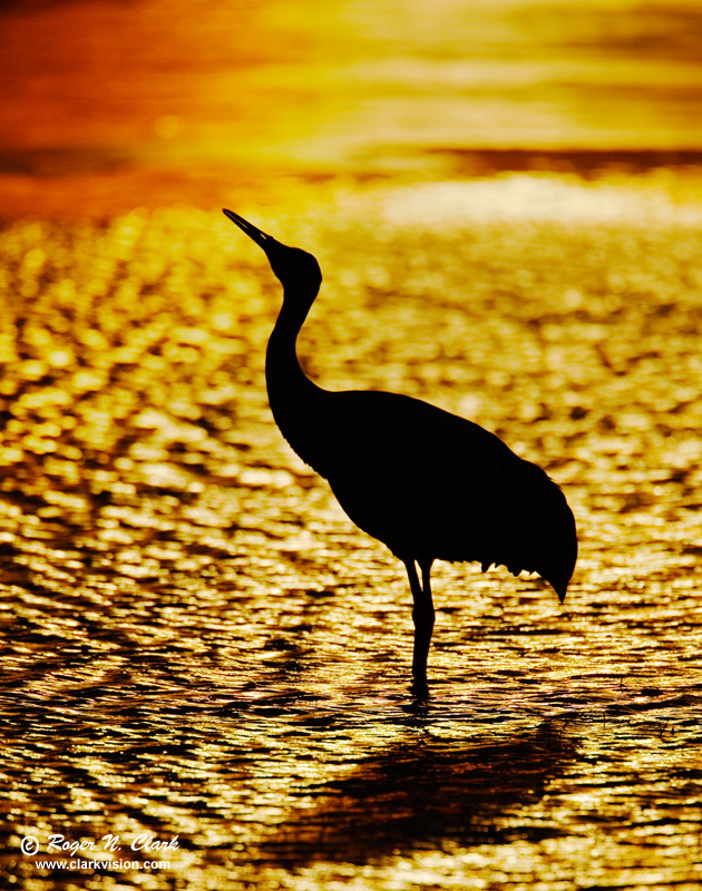 image sandhill.crane.c12.05.2009.img_0720.c-800.jpg is Copyrighted by Roger N. Clark, www.clarkvision.com