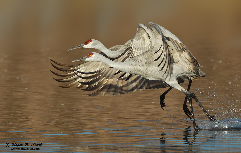 image sandhill.crane.takeoff.12.02.2012.C45I4642.j-1024.jpg is Copyrighted by Roger N. Clark, www.clarkvision.com