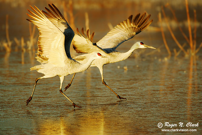 image sandhill.cranes.c12.01.2004.JZ3F7332.arl.d-700.jpg is Copyrighted by Roger N. Clark, www.clarkvision.com