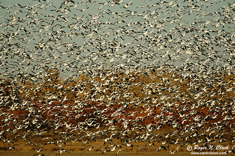 image snow.geese.c12.02.2004.JZ3F9504.b-800.jpg is Copyrighted by Roger N. Clark, www.clarkvision.com