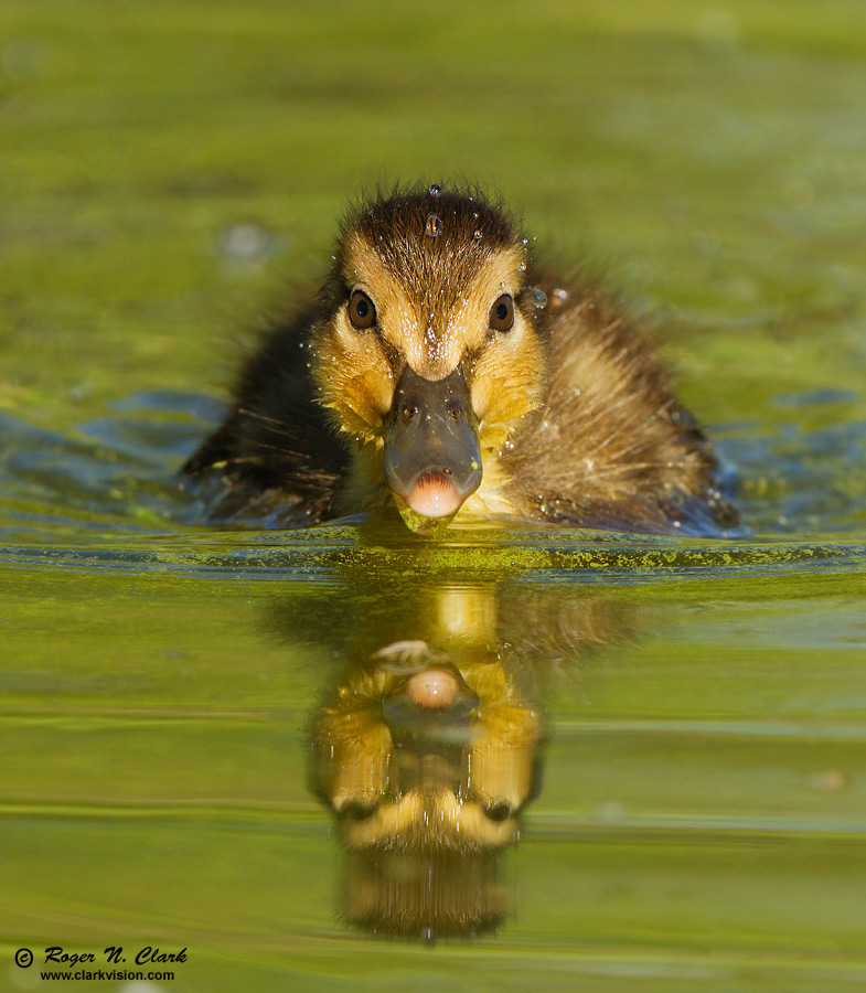 image baby.duck.c06.22.2011.c45i9910.e-900.jpg is Copyrighted by Roger N. Clark, www.clarkvision.com