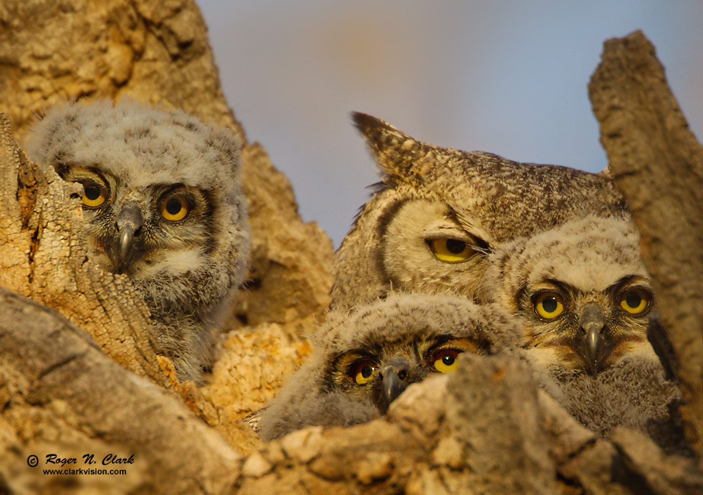 dusky horned owl lewis and clark