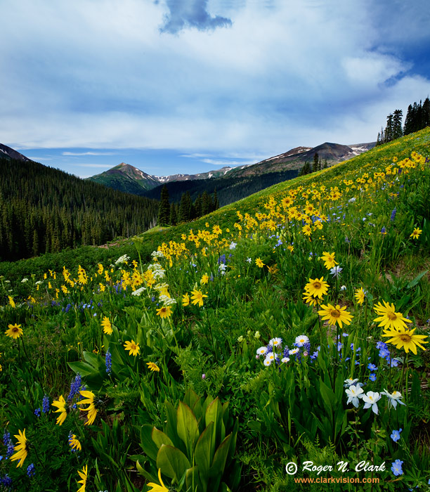 image colorado.wildflowers.c07.21.2009.img_7978+9.c-700.jpg is Copyrighted by Roger N. Clark, www.clarkvision.com