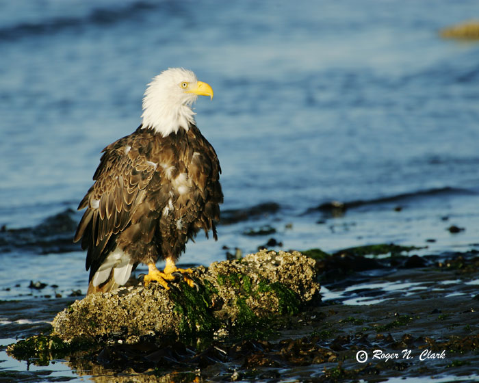 image eagle.c09.11.2004.JZ3F4678.b-700.jpg is Copyrighted by Roger N. Clark, www.clarkvision.com