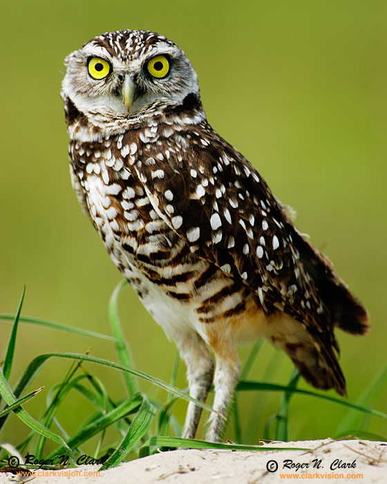 Burrowing Owl Wild Bird Identification ~ Bird and Bird