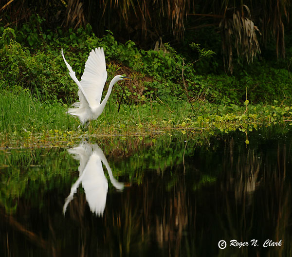 image egret.c03.01.2003.img_8764.b-600.jpg is Copyrighted by Roger N. Clark, www.clarkvision.com