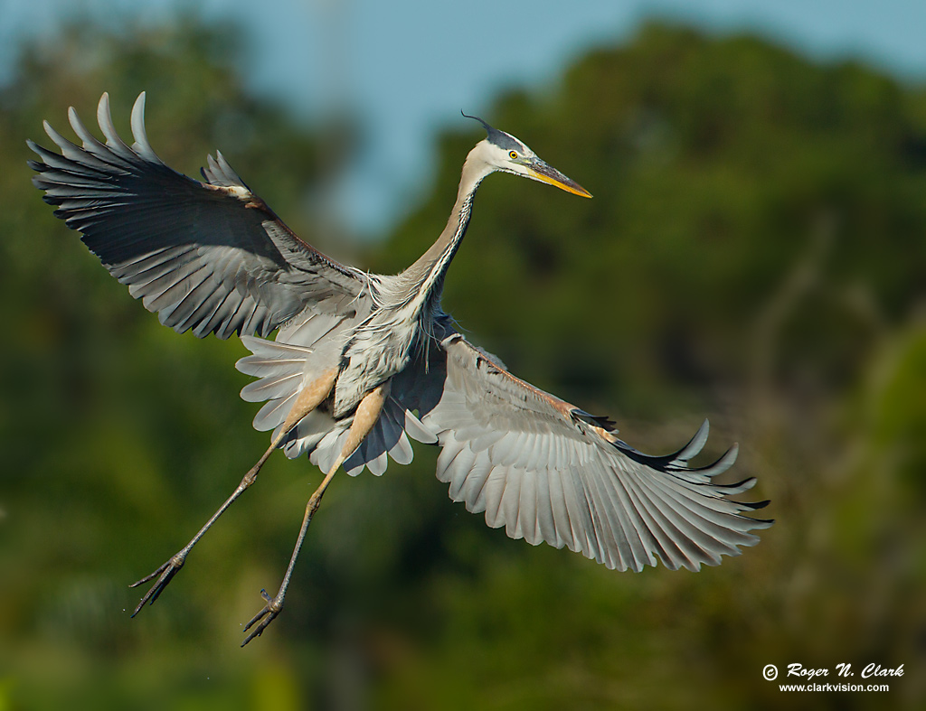 image great.blue.heron.c03.15.2012.c45i3745.b-1024.jpg is Copyrighted by Roger N. Clark, www.clarkvision.com